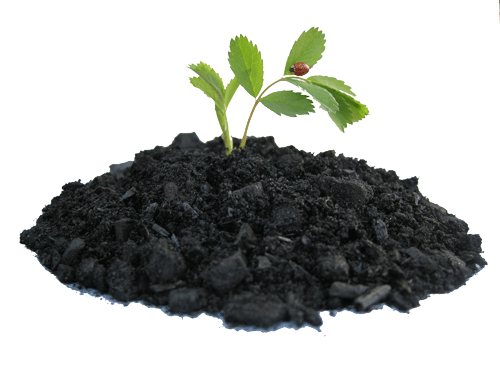 biochar seedling