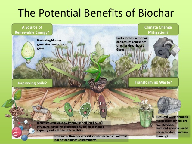 d uall benefits of biochar cafs uk 3 638